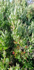 Rhagodia candolleana