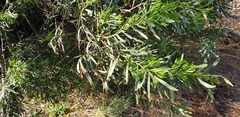 Acacia uncifolia
