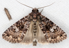 Condica aroana