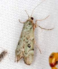 Heteromicta tripartitella