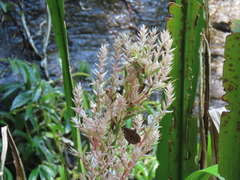 Helmholtzia glaberrima