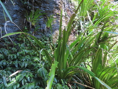 Helmholtzia glaberrima