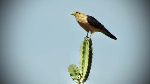 Yellow-headed Caracara
