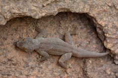 Togo Fan-Footed Gecko photo 2