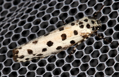 Ethmia clytodoxa