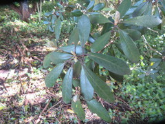 Pittosporum crassifolium