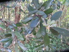 Pittosporum crassifolium