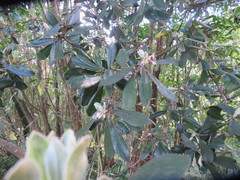 Pittosporum crassifolium