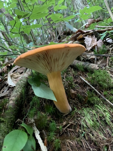 Lactifluus volemus