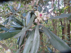 Pittosporum crassifolium