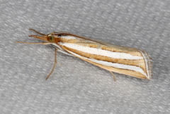 Hednota bivittella