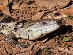 Cyclodomorphus gerrardii