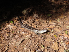 Cyclodomorphus gerrardii