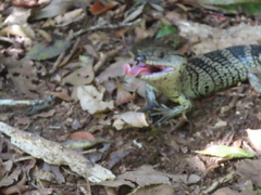 Cyclodomorphus gerrardii