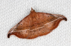 Corgatha ancistrodes