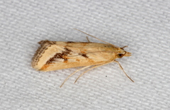 Achyra massalis