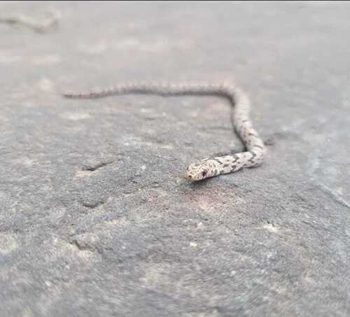 Degenhardt's Scorpion-eating Snake