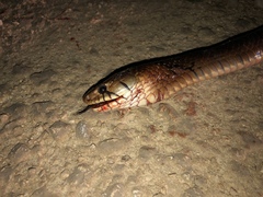 Drymarchon melanurus melanurus