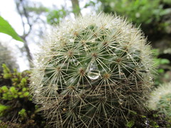 Mammillaria densispina