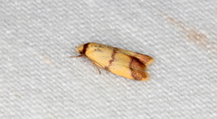 Heteroteucha translatella