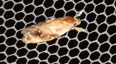 Piloprepes gelidella