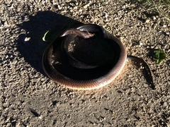 Drymarchon melanurus melanurus