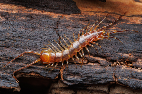 Banded Centipede, Nottinghamshire, UK, photo 5 of 10
