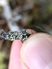 Parmeliopsis capitata