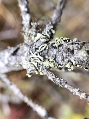 Parmeliopsis capitata