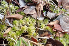 Sphagnum mendocinum