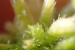 Sphagnum mendocinum