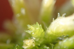 Sphagnum mendocinum