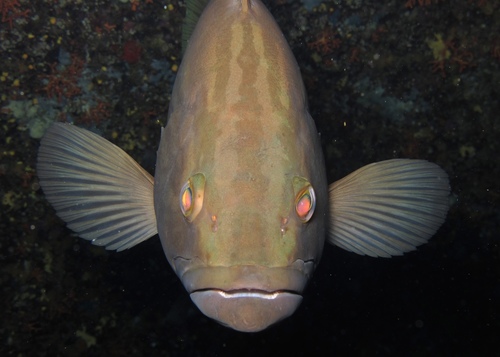 Gold Blotch Grouper, photo 6 of 8