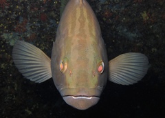 Epinephelus costae