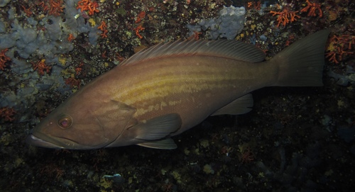 Gold Blotch Grouper, photo 5 of 8