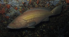 Epinephelus costae