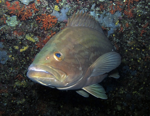 Gold Blotch Grouper, photo 2 of 8