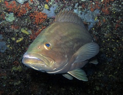 Epinephelus costae