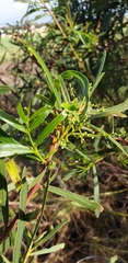 Acacia uncifolia