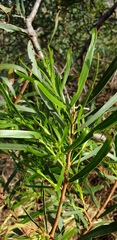 Acacia uncifolia