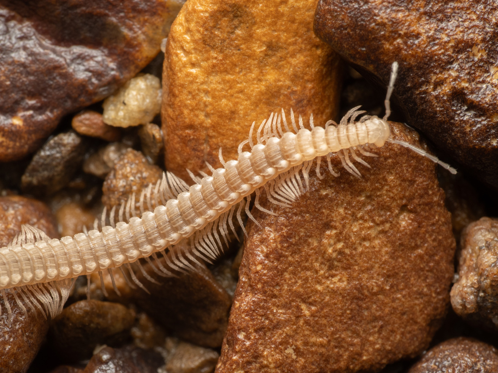 Tetracion jonesi
