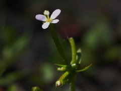 Stylidium despectum