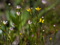Stylidium despectum