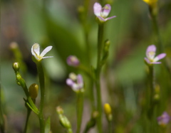 Stylidium despectum