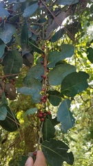Ilex williamsii