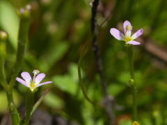 Stylidium despectum