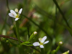 Stylidium despectum