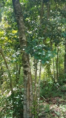 Ilex williamsii