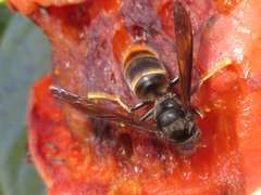Vespa velutina nigrithorax