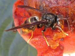 Vespa velutina nigrithorax